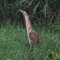 Eurasian Bittern - Lac de Madine, Lorraine, France
