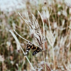 can't help falling in love (ukulele) - amink