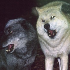 Wolves (prod. Sk8miles)
