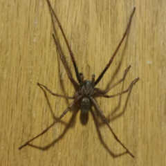 spider crawling on you right now dont sleep okay the spider can burrow in your skin + EAT YOU 😟