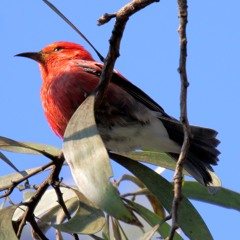 Hawaiian Honeycreeper - Apapane