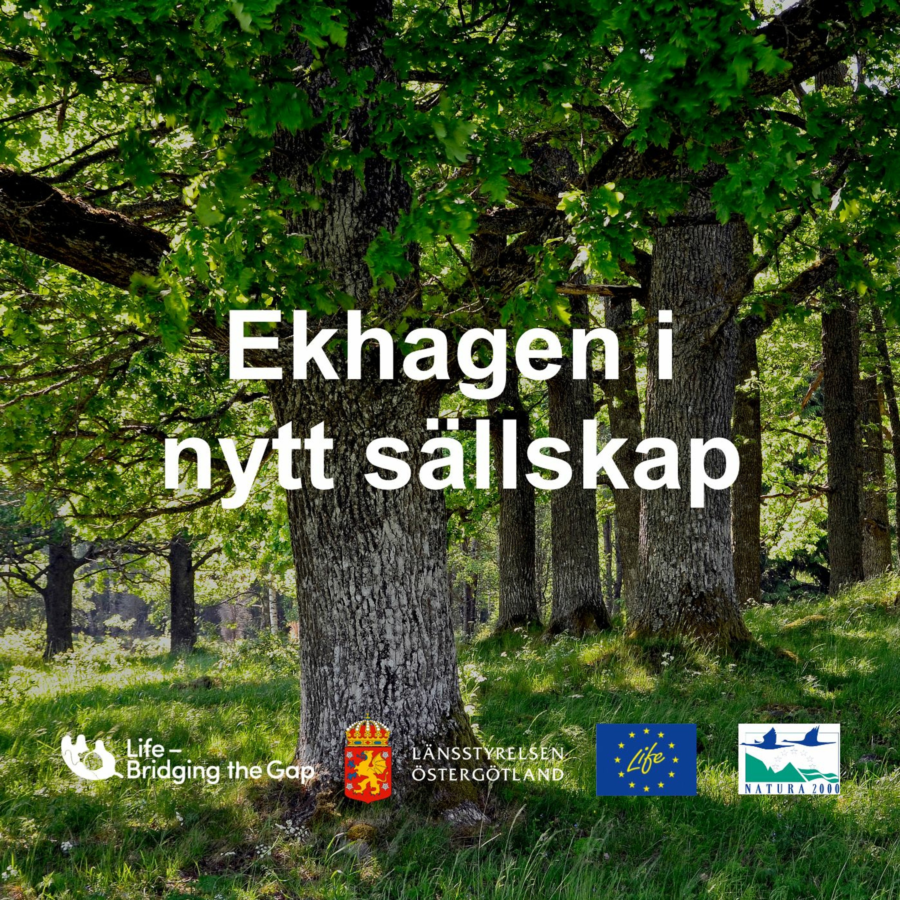Med barnen i ekhagen episode artwork