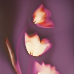 Memories Of Rosemary