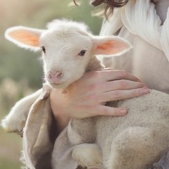 Gently Layeth The Lamb