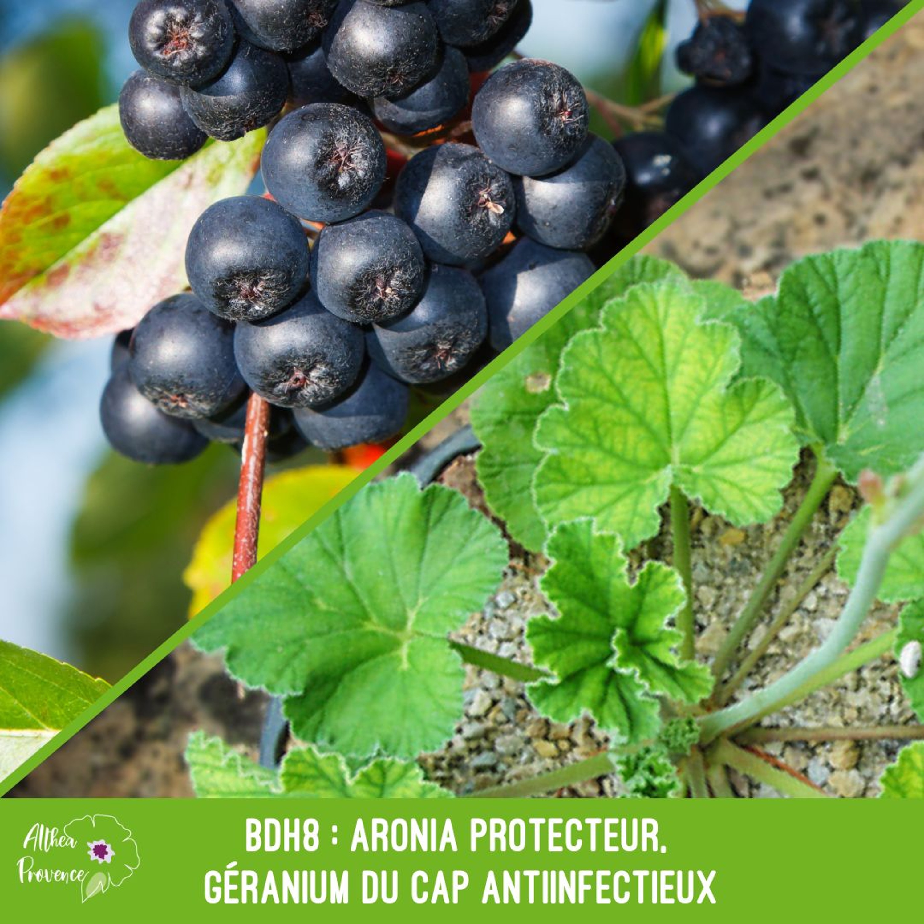 BDH8 : Aronia protecteur, géranium du cap antiinfectieux
