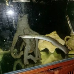 EEL LOOK AT THIS EEEEEEEEEEEL WHAT THE