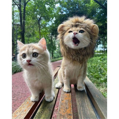 Tình Phai