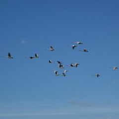 huge flock of geese takes off