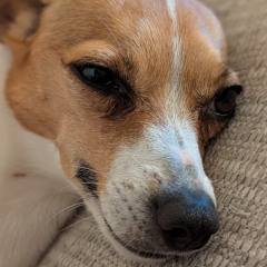 boops