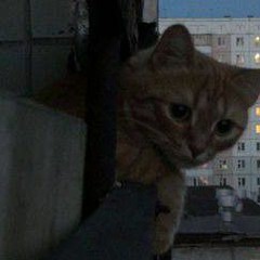 Буду стоять - Wicsur (๑°ㅁ°๑)‼