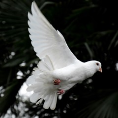 Holy Spirit Fill Me Up Part 2 (Bilingual)