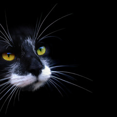 Night Cat (D&B Mashup Remix of Nightingale by Tony Anderson)