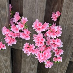 Vanilla Sorbet (draft)