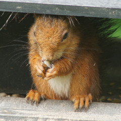 04. All your peanuts are belong to us