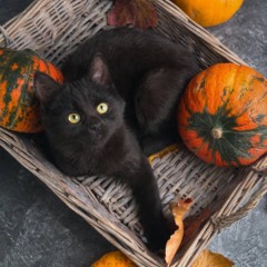 my black cat yzma