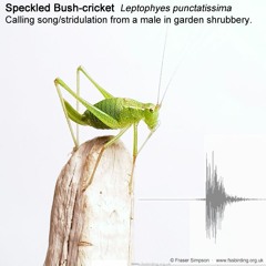 Speckled Bush-cricket (Leptophyes punctatissima)