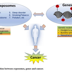How Environmental Exposures Affect Genes and Increase Cancer Risk