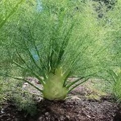 Mugda's Fenchelkeller -  WarmUp