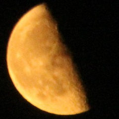 Cosmo Rose - Knight Ryder