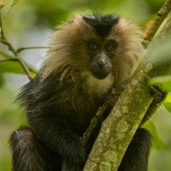 Saving India's lion-tailed macaque