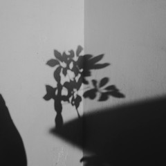 Paper Flowers (Echo)