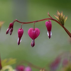 Loving-kindness Meditation for CIRS