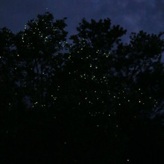 반딧불