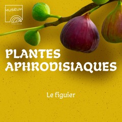 #04 - Le figuier - série Les plantes aphrodisiaques