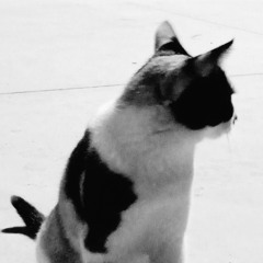 ♤ THE CAT (1930X) ♤