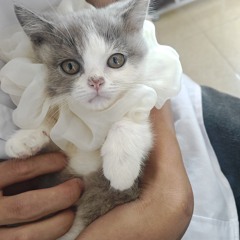 Đâu đâu cũng là em