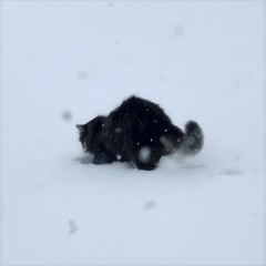 suburban roulette w/ cuddlegoon