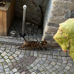 juice wrld - sexual healing (extended) (unreleased)