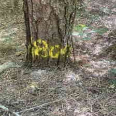yellow tape