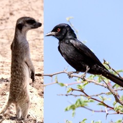 Meerkat & Drongo