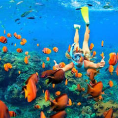 Best Places To Snorkel In Oahu Hawaii Prices Reviews