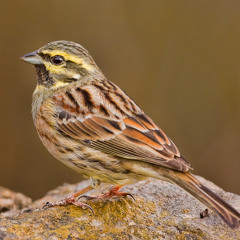 Cirl Bunting - Florac, Cevennes, France