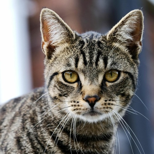 Stream metro boomin make it boom