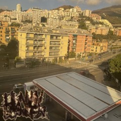 Stella Animae Meae Est Rattus