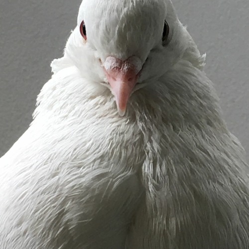 stray dove