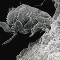 flea [prodbynavey x prodbyduffy]