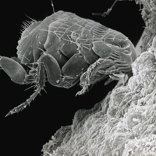 flea [prodbynavey x prodbyduffy]