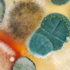 EDELSCHANS - MASTERPIECE