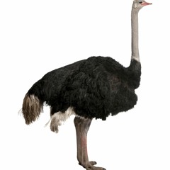 ostrich rugs (prod. lecu)