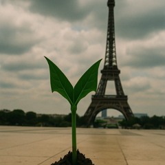 La VendettV -la graine