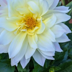 Mes amours me manquent