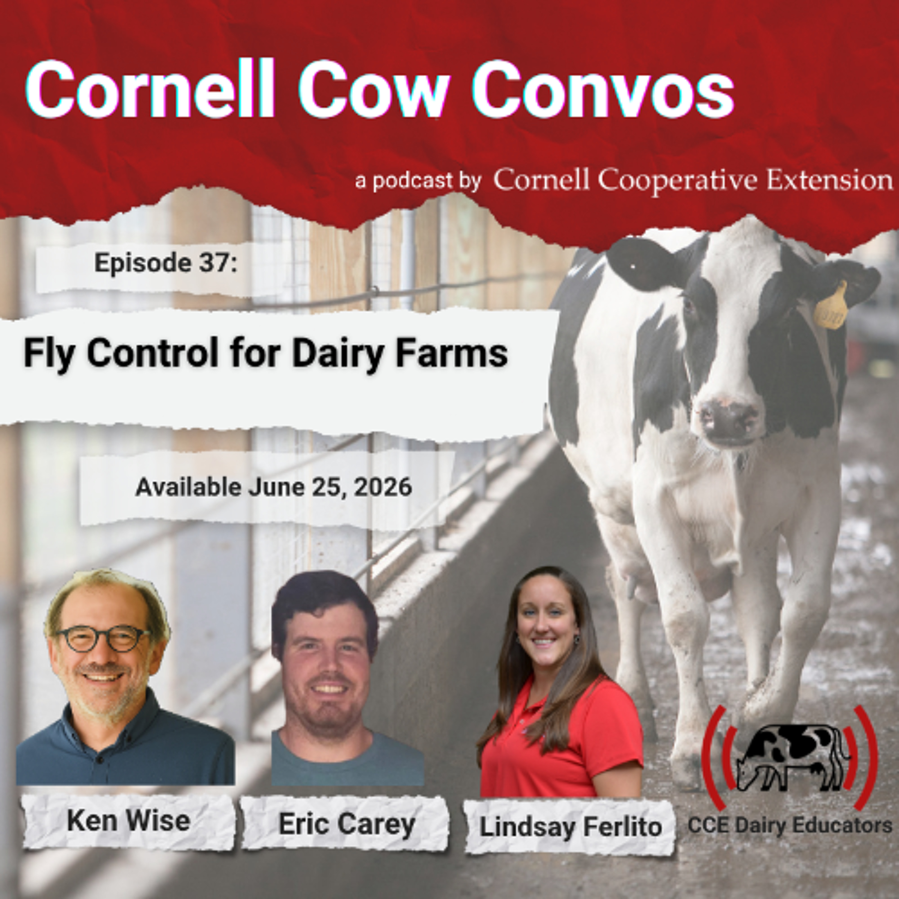 Cornell Cow Convos E37: Fly Control for Dairy Farms episode artwork