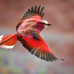 FLY IN DECEMBER (v2, sped up)