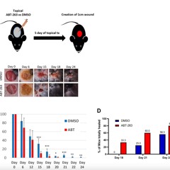 ABT-263 Treatment Rejuvenates Aged Skin and Enhances Wound Healing