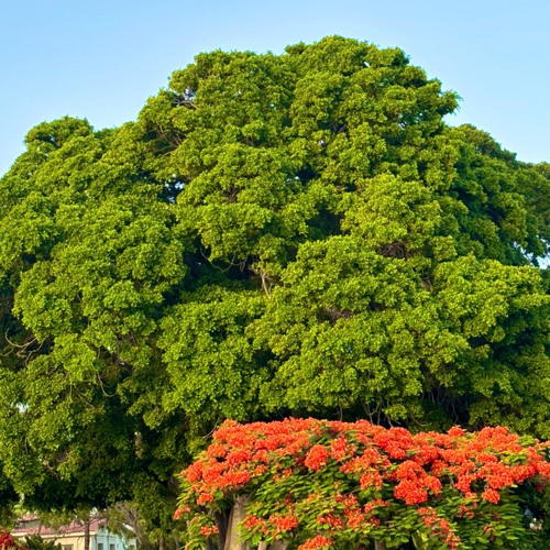 سورة المزمل