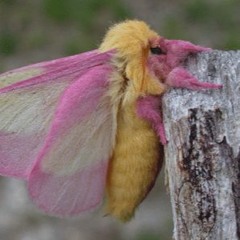 insects taste good